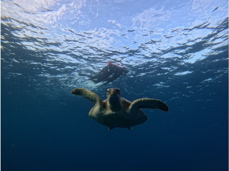 【石垣島/1日】期間限定学割！幻の島&times;ウミガメシュノーケル&times;絶景川平湾クリアサップ or クリアカヤック体験｜写真＆送迎無料の紹介画像