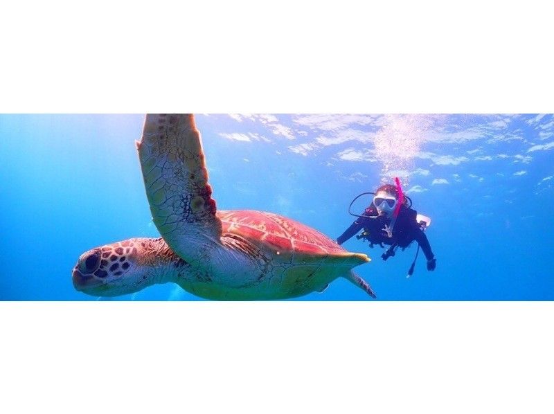 【沖縄・糸満】お好きな時間に1便からでも！初心者からライセンス持ちまで楽しめるダイビングの紹介画像