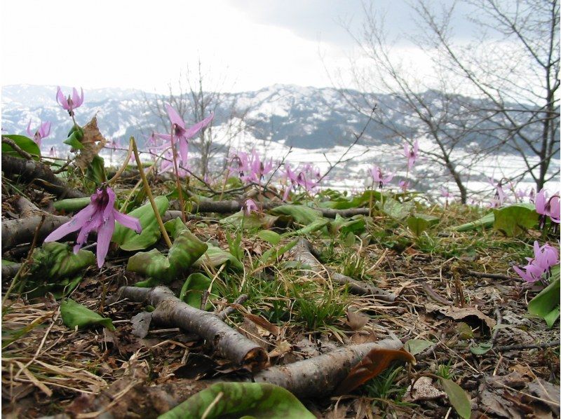 【新潟・南魚沼】雪国の春　可憐なカタクリの群生を訪ねる里山散歩の紹介画像
