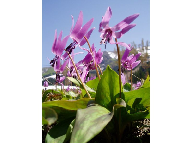 【新潟・南魚沼】雪国の春　可憐なカタクリの群生を訪ねる里山散歩の紹介画像