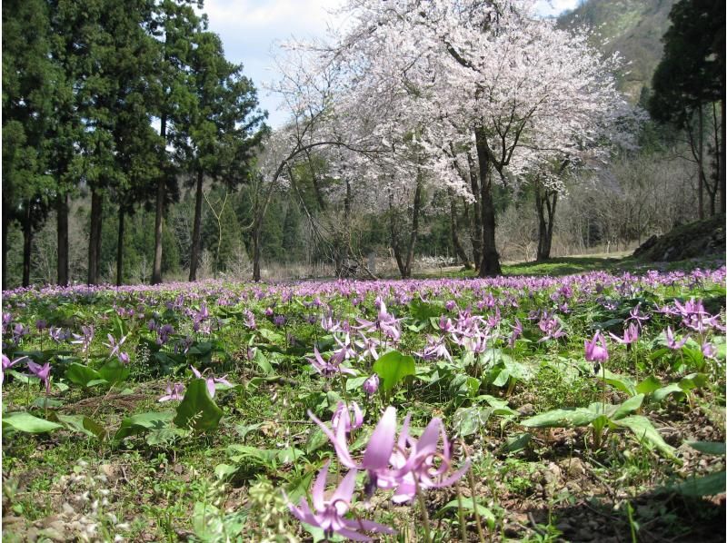 【新潟・南魚沼】雪国の春　可憐なカタクリの群生を訪ねる里山散歩の紹介画像