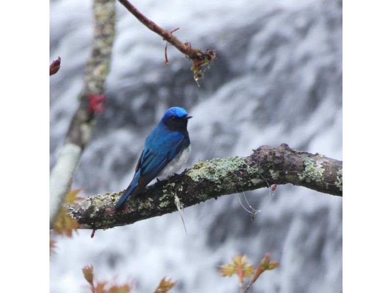 【日光・湯元温泉】初心者/家族向け　春のバードウォッチングツアーの紹介画像
