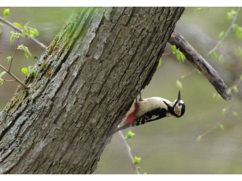 【日光・湯元温泉】初心者/家族向け　春のバードウォッチングツアーの紹介画像