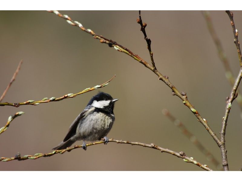 【日光・湯元温泉】初心者/家族向け　春のバードウォッチングツアーの紹介画像