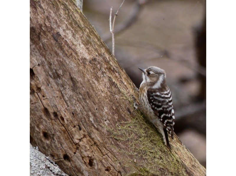 【日光・湯元温泉】初心者/家族向け　春のバードウォッチングツアーの紹介画像