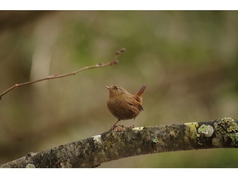 【日光・湯元温泉】初心者/家族向け　春のバードウォッチングツアーの紹介画像