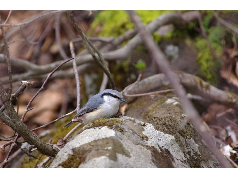 【日光・湯元温泉】初心者/家族向け　春のバードウォッチングツアーの紹介画像