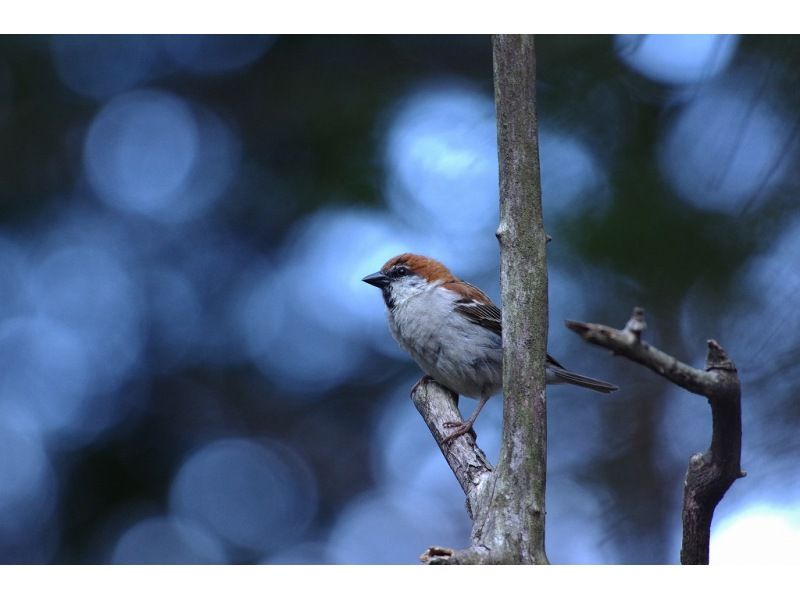 【日光・湯元温泉】初心者/家族向け　春のバードウォッチングツアーの紹介画像