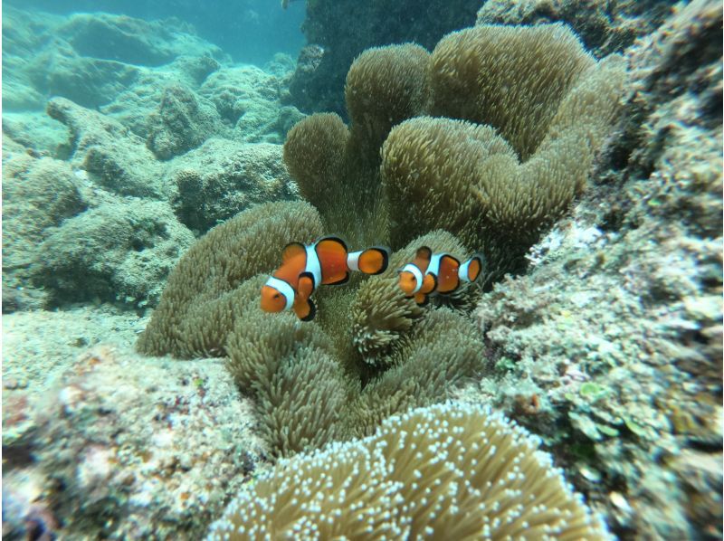北谷町≪体験ダイビング１ダイブ≫✨のんびりビーチから✨熱帯魚とサンゴのお花畑に感動✨初めてでも安心の貸切ツアー✨写真動画も無料！の紹介画像
