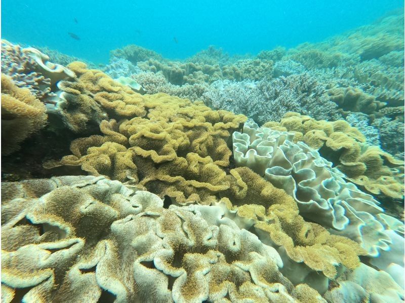 北谷町≪体験ダイビング１ダイブ≫✨のんびりビーチから✨熱帯魚とサンゴのお花畑に感動✨初めてでも安心の貸切ツアー✨写真動画も無料！の紹介画像