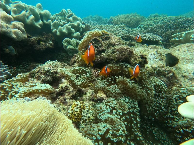 北谷町≪体験ダイビング１ダイブ≫✨のんびりビーチから✨熱帯魚とサンゴのお花畑に感動✨初めてでも安心の貸切ツアー✨写真動画も無料！の紹介画像