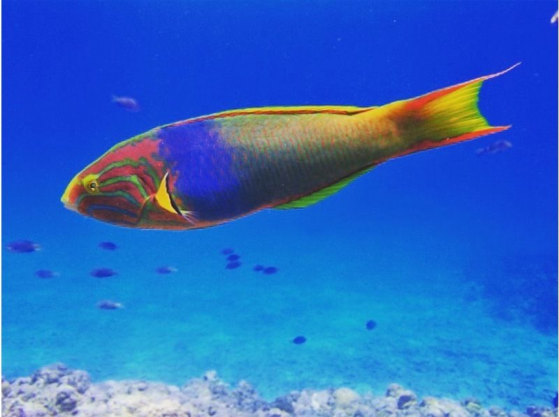 【沖縄北部・本部町】1グループ貸し切りボートシュノーケリング 初心者歓迎・少人数制 色とりどりの珊瑚が広がる水納島・瀬底島近海の紹介画像