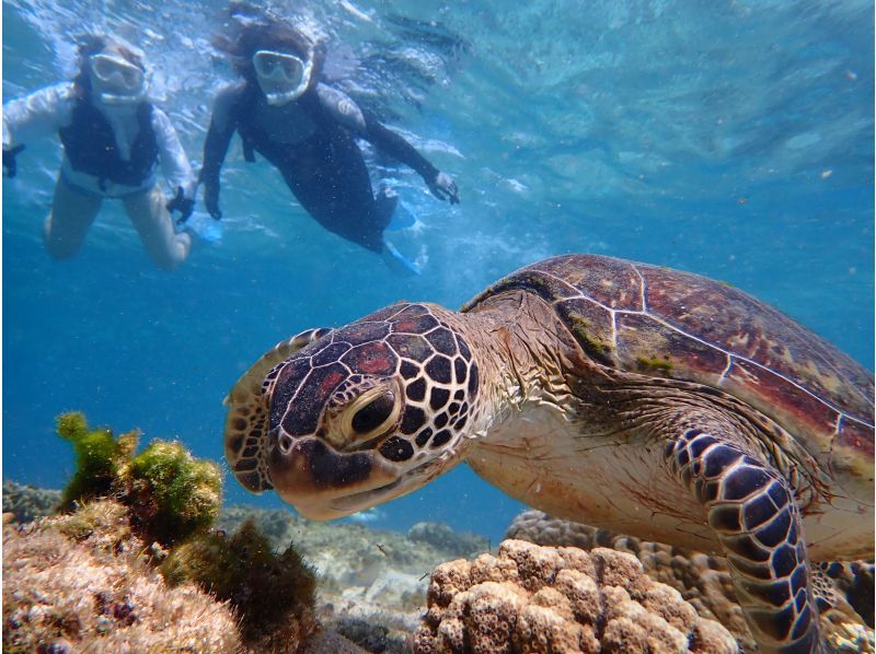『家族限定』空港から30分【天然水族館シュノーケリング】ウミガメ・クマノミ・カラフルなお魚を探しに行くよ！｜海のテーマパークへ｜船酔いなしの紹介画像