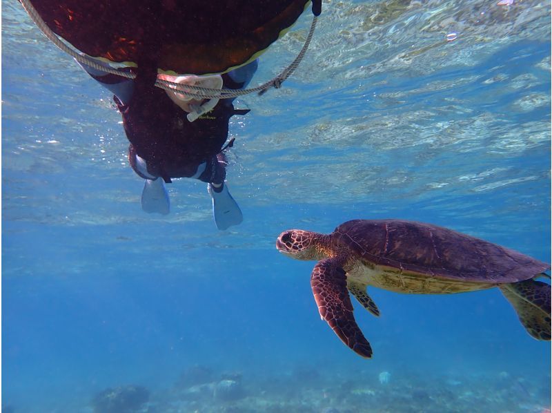 『家族限定』空港から30分【天然水族館シュノーケリング】ウミガメ・クマノミ・カラフルなお魚を探しに行くよ！｜海のテーマパークへ｜船酔いなしの紹介画像