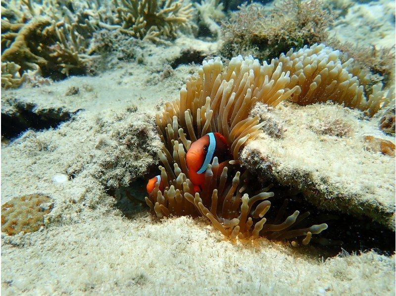 『家族限定』空港から30分【天然水族館シュノーケリング】ウミガメ・クマノミ・カラフルなお魚を探しに行くよ！｜海のテーマパークへ｜船酔いなしの紹介画像