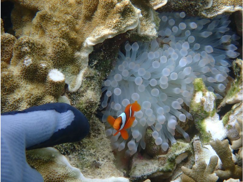 『家族限定』空港から30分【天然水族館シュノーケリング】ウミガメ・クマノミ・カラフルなお魚を探しに行くよ！｜海のテーマパークへ｜船酔いなしの紹介画像