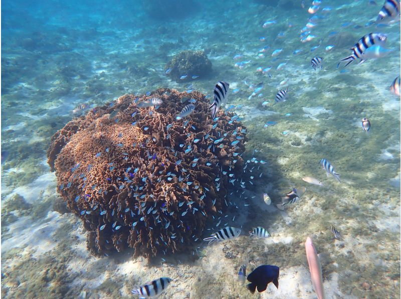 『家族限定』空港から30分【天然水族館シュノーケリング】ウミガメ・クマノミ・カラフルなお魚を探しに行くよ！｜海のテーマパークへ｜船酔いなしの紹介画像
