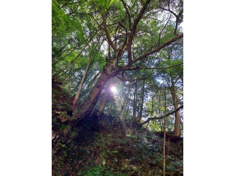 【広島・三段峡】SUP｜秘境三段峡の透き通る水の美しさでアクティブ＆リラックスの紹介画像