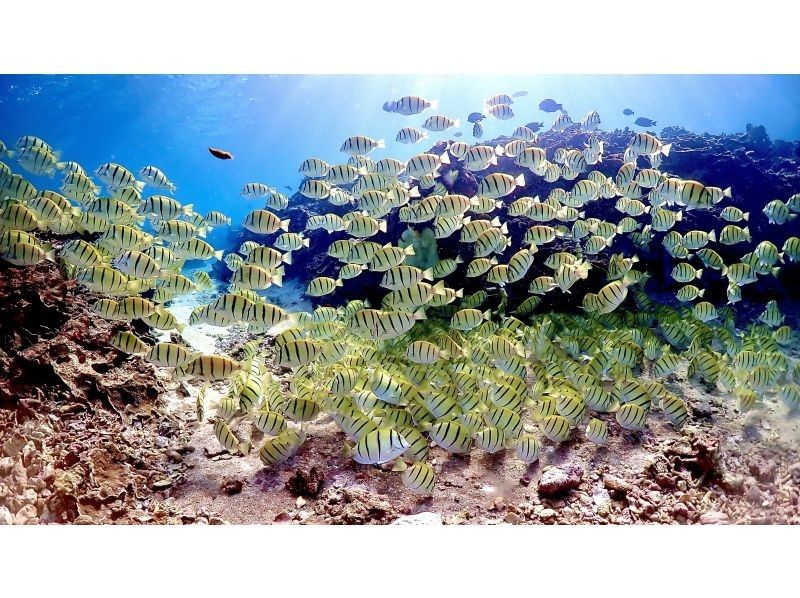 宮古島/伊良部島【奇跡のサンゴ礁&times;ウミガメシュノーケル】&rdquo;5分で辿り着く秘密の楽園&rdquo;プレミアムシュノーケル｜ドローン＆水中撮影無料！のコピーの紹介画像