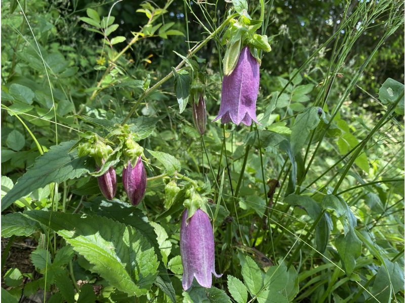 【福島・いわき】【ガイドと歩く「いわきあるき」】明神山登山～初心者向けいわきの低山登山～の紹介画像