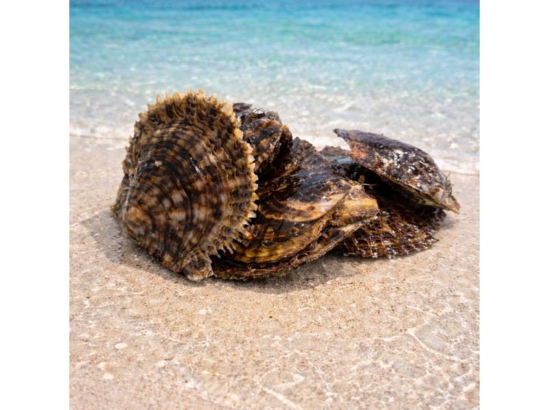 【国際通り】★5分で出来る贅沢体験★本真珠で運試し!!沢山の貝の中からお好きな貝を選ぼう☆何色の真珠が出るかドキドキワクワの大人気体験☆の紹介画像