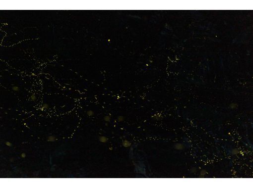 【島人ガイドがアテンド】【ヤエヤマヒメボタル奇跡の光のショー鑑賞&快晴時は星空フォト撮影サービス(6名様限定)!!】【1名様もOK!!】 【島人ガイドがアテンド】【ヤエヤマヒメボタル奇跡の光のショー鑑賞&快晴時は星空フォト撮影サービス(6名様限定)!!】【1名様もOK!!】