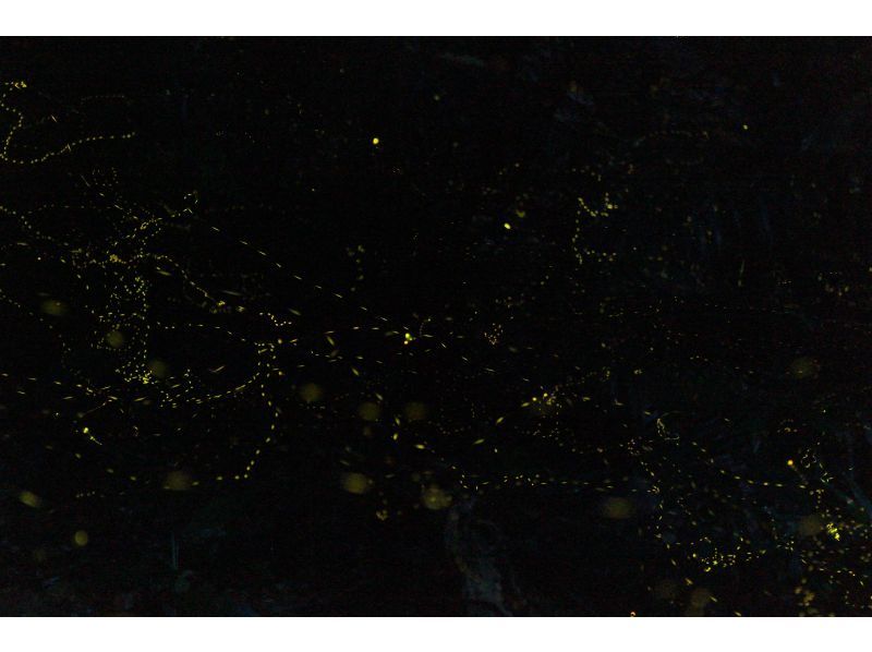 【島人ガイドがアテンド】【ヤエヤマヒメボタル奇跡の光のショー鑑賞＆快晴時は星空フォト撮影サービス(6名様限定)!!】【1名様もOK!!】の紹介画像