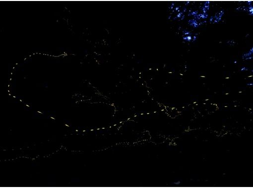 【島人ガイドがアテンド】【ヤエヤマヒメボタル奇跡の光のショー鑑賞&快晴時は星空フォト撮影サービス(6名様限定)!!】【1名様もOK!!】 【島人ガイドがアテンド】【ヤエヤマヒメボタル奇跡の光のショー鑑賞&快晴時は星空フォト撮影サービス(6名様限定)!!】【1名様もOK!!】