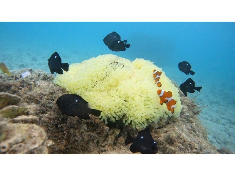 【久米島・はての浜】相乗り！地元に生まれ育ったうみんちゅが案内する絶景シュノーケリング！（フィン・マスク貸出し無料、写真動画プレゼント）の紹介画像