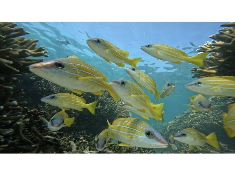 【久米島・はての浜】相乗り！地元に生まれ育ったうみんちゅが案内する絶景シュノーケリング！（フィン・マスク貸出し無料、写真動画プレゼント）の紹介画像