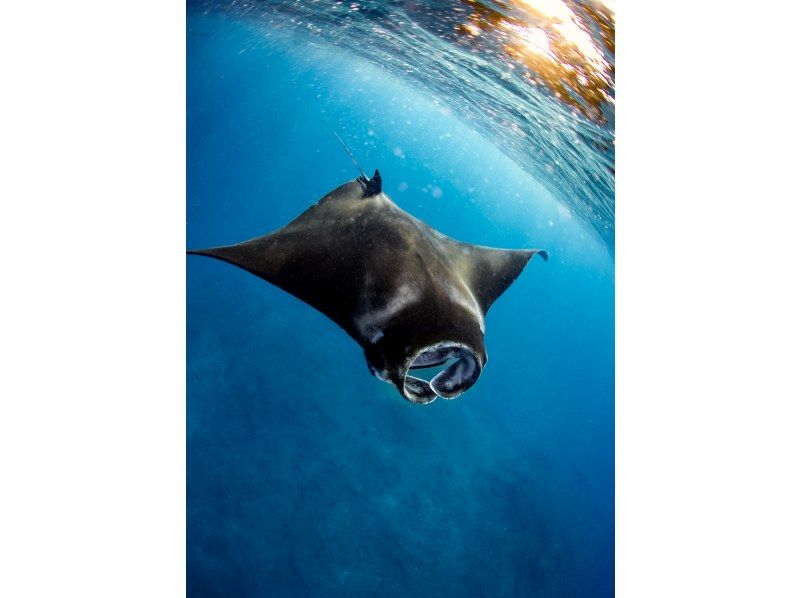 【沖縄・宮古島】ボート地形ファンダイビングの紹介画像