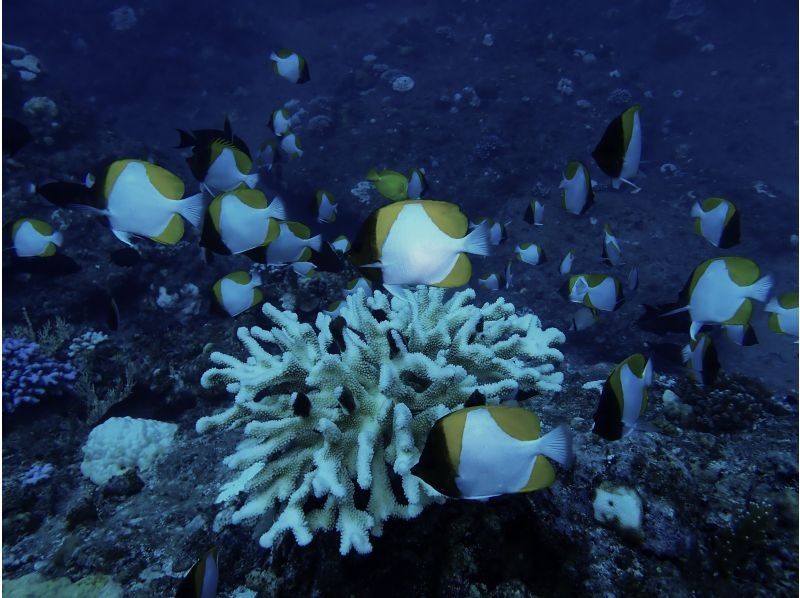 【沖縄・石垣島】ナイトダイビング【機材レンタル込み】【シャワー付き】の紹介画像