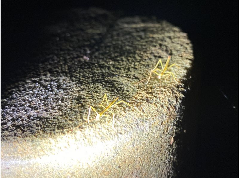 【福島・いわき】いわきあるき【いわき名物ガイドプラン】夜のいわき公園散策の紹介画像