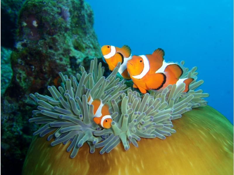 グループ割！【那覇発・ケラマ開催】ケラマ1日ボート体験ダイビング+スノーケリング　1ＤＩＶＥプランの紹介画像