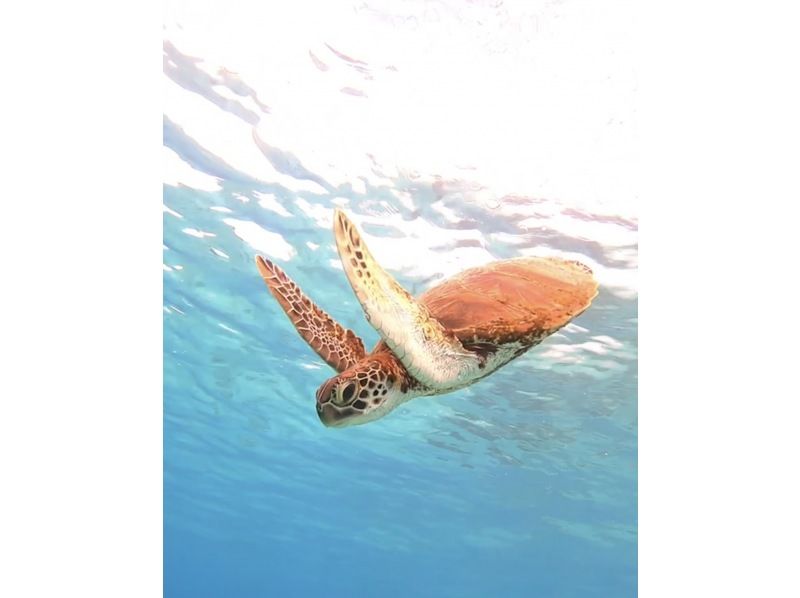 【1人旅1人参加限定・送迎付き・完全貸切お一人様限定マンツーマン】超VIPウミガメ遭遇スキンダイビングツアー！上級者．初心者コース選択あり！の紹介画像