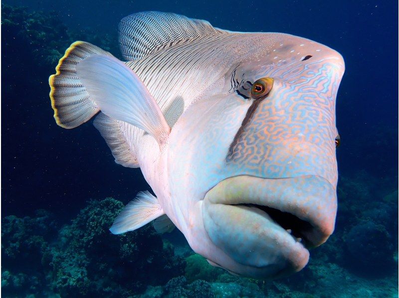 【鳩間島/新城島】【西表石垣国立公園】世界自然遺産登録された西表島付近に隠れた秘境で1日遊び尽くそう！（データ無料）の紹介画像