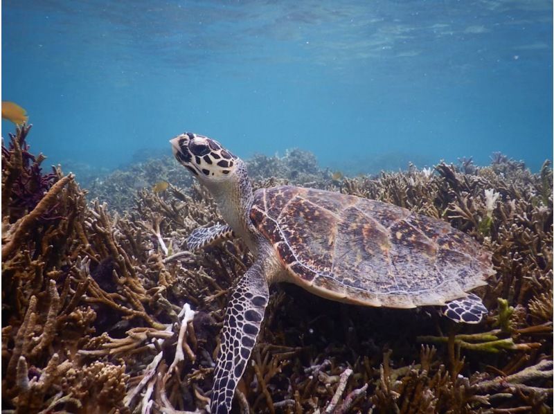 【鳩間島/新城島】【西表石垣国立公園】世界自然遺産登録された西表島付近に隠れた秘境で1日遊び尽くそう！（データ無料）の紹介画像