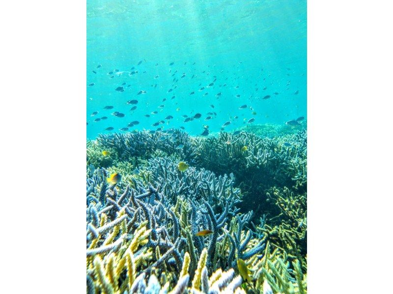 【鳩間島/新城島】【西表石垣国立公園】世界自然遺産登録された西表島付近に隠れた秘境で1日遊び尽くそう！（データ無料）の紹介画像