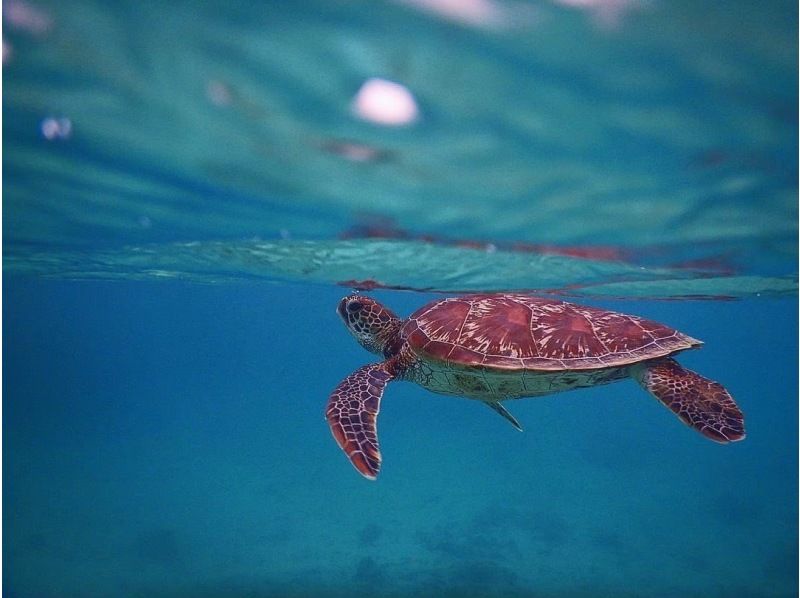 【鳩間島/新城島】【西表石垣国立公園】世界自然遺産登録された西表島付近に隠れた秘境で1日遊び尽くそう！（データ無料）の紹介画像