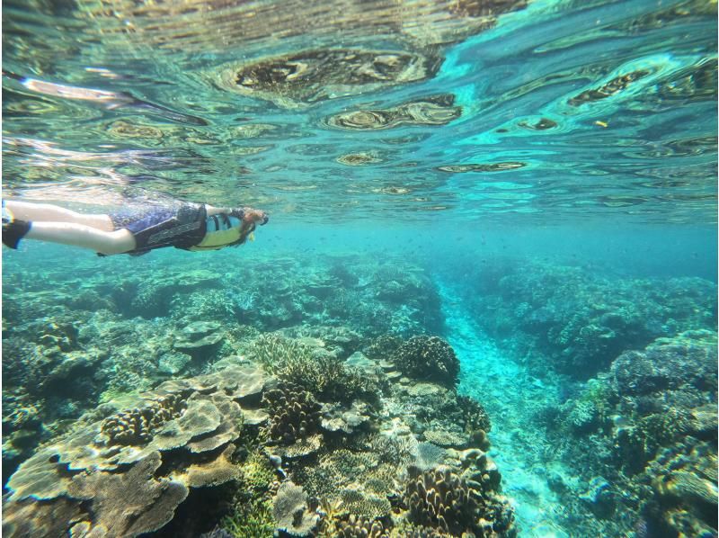 【本部町・シュノーケル(2回プラン)】たっぷり2ポイント！透明度抜群！ウミガメに会えるかもな絶景体験！（写真無料）の紹介画像