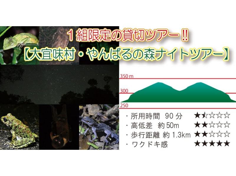 【沖縄・やんばる】大宜味村・やんばるの森ナイトツアー｜貸切・子連れOK｜星空＆夜の生き物観察90分｜少雨決行）｜1名参加対応の紹介画像