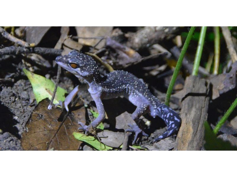 【沖縄・やんばる】大宜味村・やんばるの森ナイトツアー｜貸切・子連れOK｜星空＆夜の生き物観察90分｜少雨決行）｜1名参加対応の紹介画像