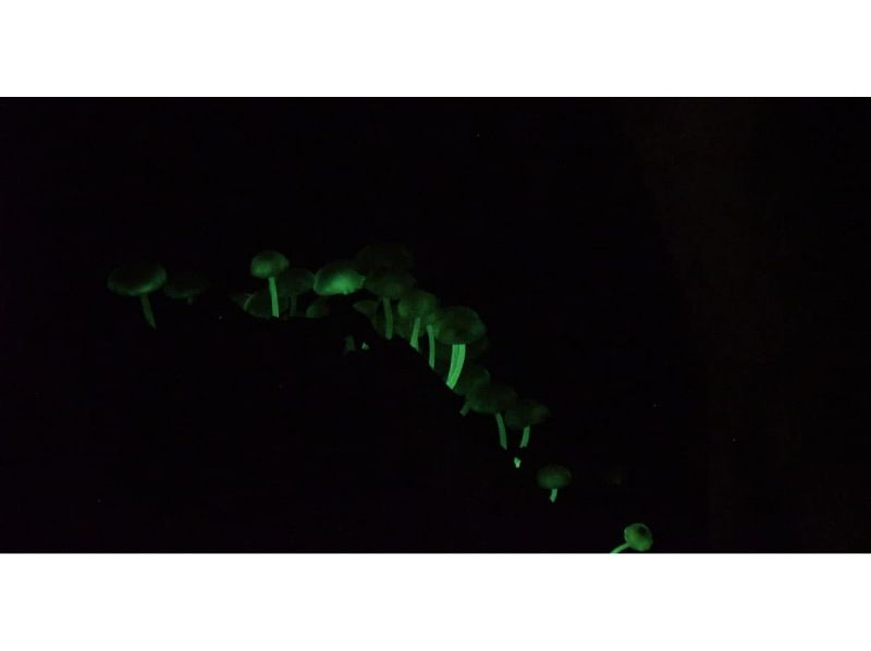 【沖縄・やんばる】大宜味村・やんばるの森ナイトツアー｜貸切・子連れOK｜星空＆夜の生き物観察90分｜少雨決行）｜1名参加対応の紹介画像