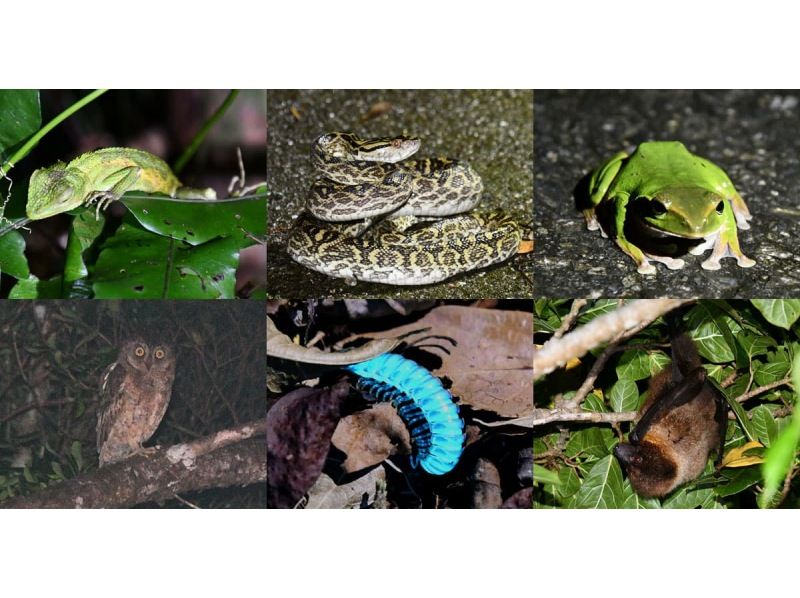 【沖縄・やんばる】大宜味村・やんばるの森ナイトツアー｜貸切・子連れOK｜星空＆夜の生き物観察90分｜少雨決行）｜1名参加対応の紹介画像