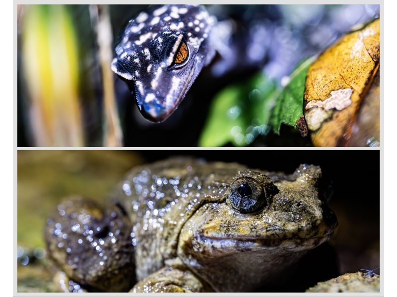 【沖縄本島北部/日没】天然のイルミネーション！期間限定オキナワホタル観賞＆プチジャングルツアー【5月中旬～7月中旬限定】1歳から参加OK♪の紹介画像