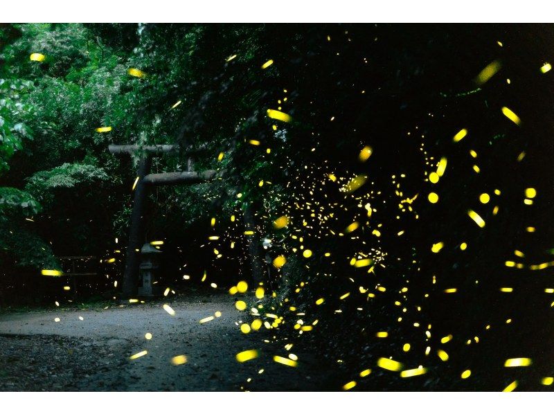 【沖縄本島北部/日没】天然のイルミネーション！期間限定オキナワホタル観賞＆プチジャングルツアー【5月中旬～7月中旬限定】1歳から参加OK♪の紹介画像