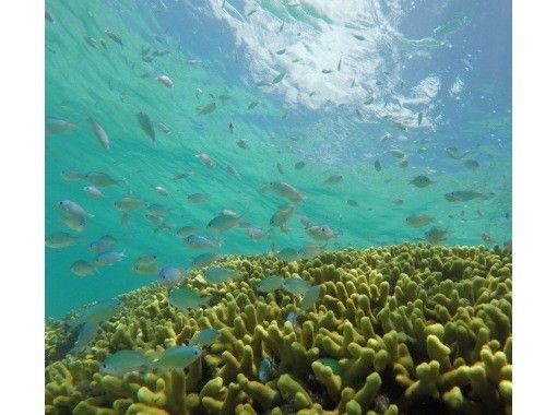 【久米島の海は、はての浜だけじゃない!】久米島ブルーを遊びつくす!|1ツアーで2ヶ所巡る|ポイント毎に驚きと感動を…|久米島シュノーケル! 【久米島の海は、はての浜だけじゃない!】久米島ブルーを遊びつくす!|1ツアーで2ヶ所巡る|ポイント毎に驚きと感動を…|久米島シュノーケル!