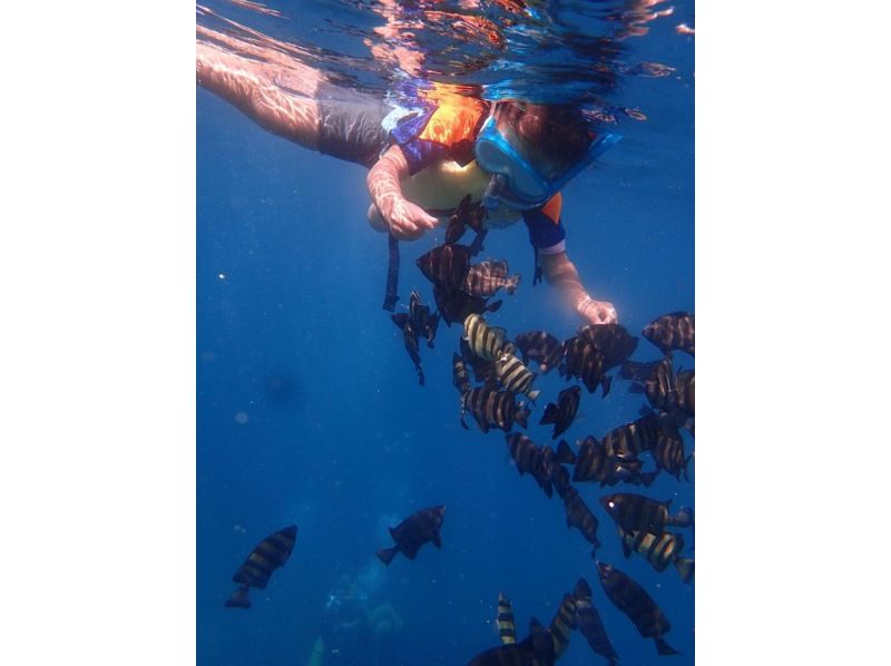 [Shizuoka ・ Izu ・ Osezaki]underwater Do you not observe? Snorkeling course [Beginner / snorkeling]の紹介画像