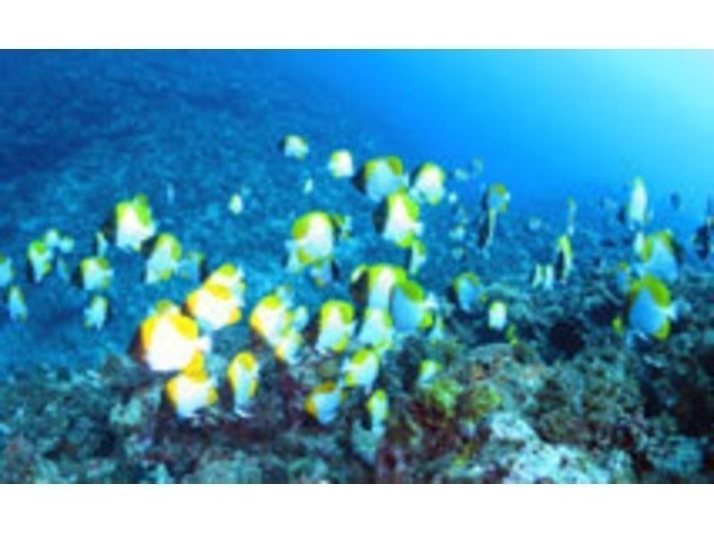 [Kagoshima ・ Amami Oshima】 I am happy underwater Photo present! Experience Diving(half-day Course: 2.5 hours)の紹介画像