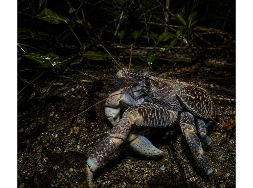 【石垣島・ナイト】ヤシガニ見れなきゃ全額返金保証!絶滅危惧種のヤシガニ観察&マングローブ探索&星空鑑賞(約1時間)お手軽ナイトウォッチ! 【石垣島・ナイト】ヤシガニ見れなきゃ全額返金保証!絶滅危惧種のヤシガニ観察&マングローブ探索&星空鑑賞(約1時間)お手軽ナイトウォッチ!